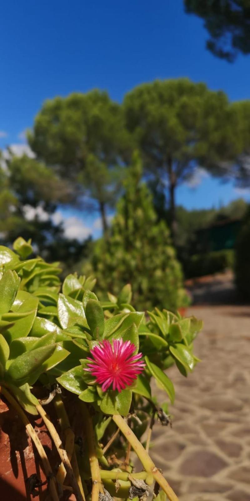 Villa Santa Margherita - La Suvera Ponte A Bozzone Bagian luar foto